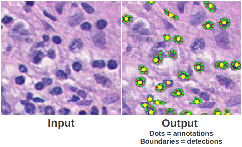 Pathology Images